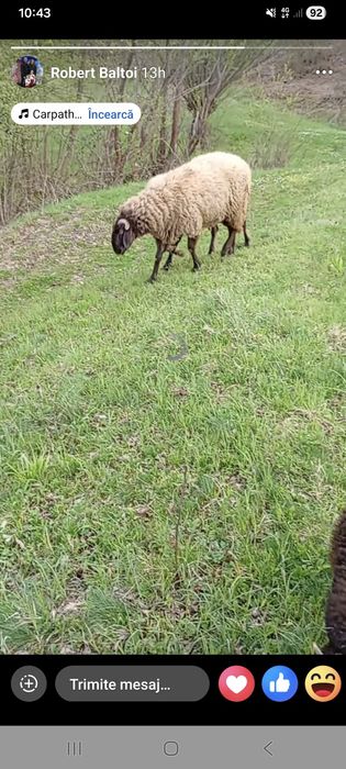 Vînd Berbec de rasa