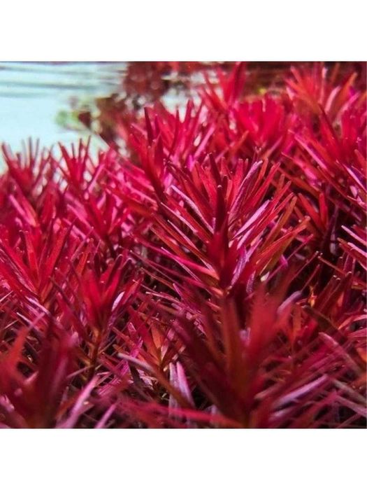 Rotala Blood Red / H'ra,