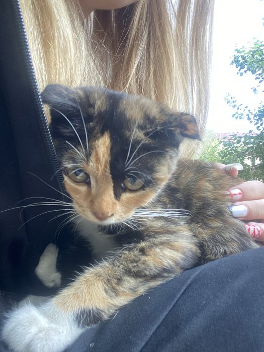 Котик в добрые руки