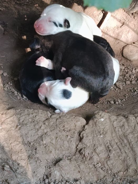 Dau spre adoptie patru catelusi