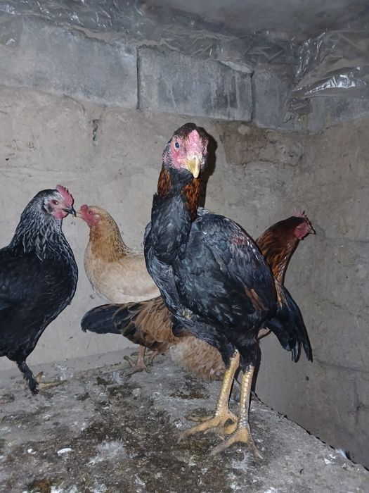 Дакан тауық сатамын