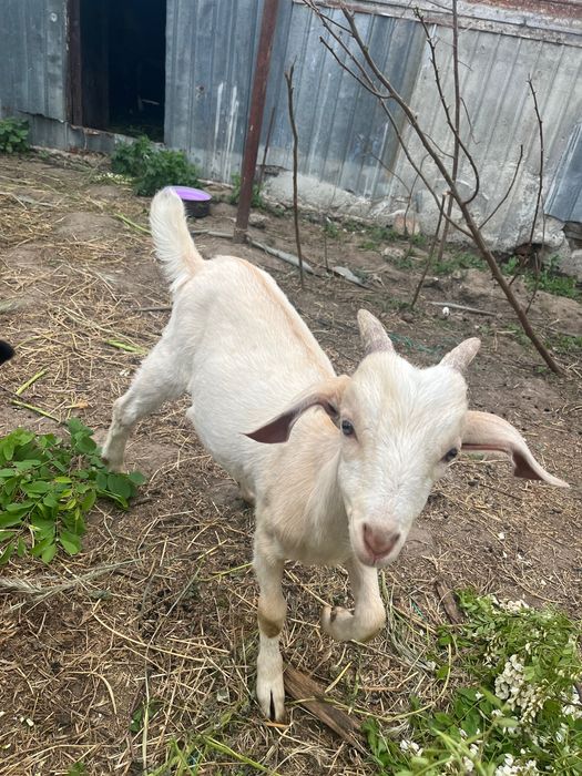 Țap shannen cu anglonubian