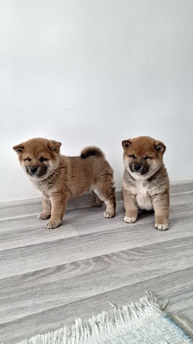 Элитных щенки породы Сиба-ину