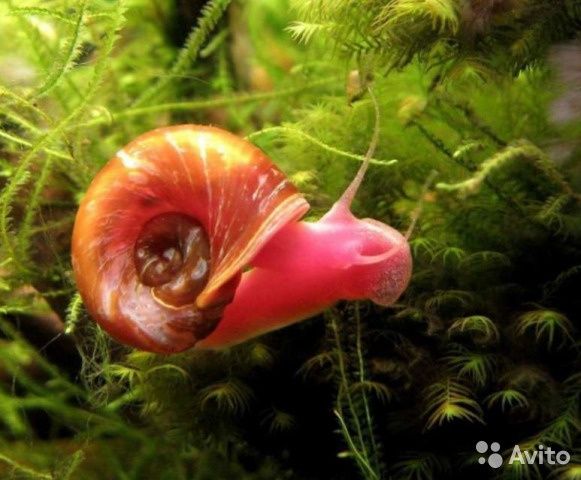 Улитки катушки не дорого