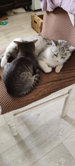 Котенок в добрые руки