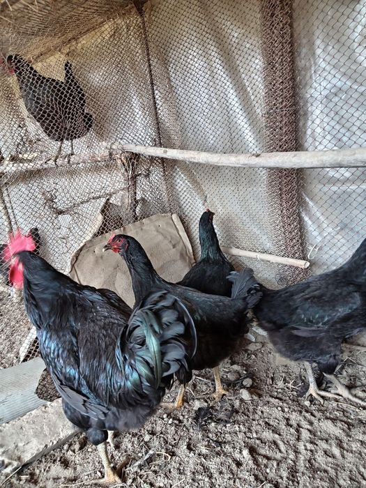 Кора шахзода тоза зотли товуклар тухумига заказ оламиз