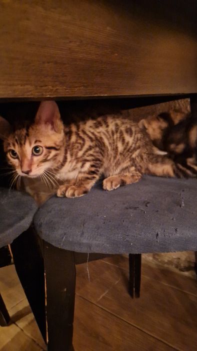 Бенгальские котята