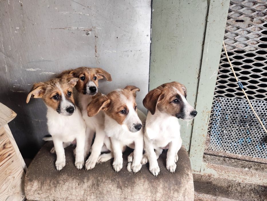 Щенки в добрые руки