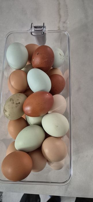 De vanzare ouă de tară