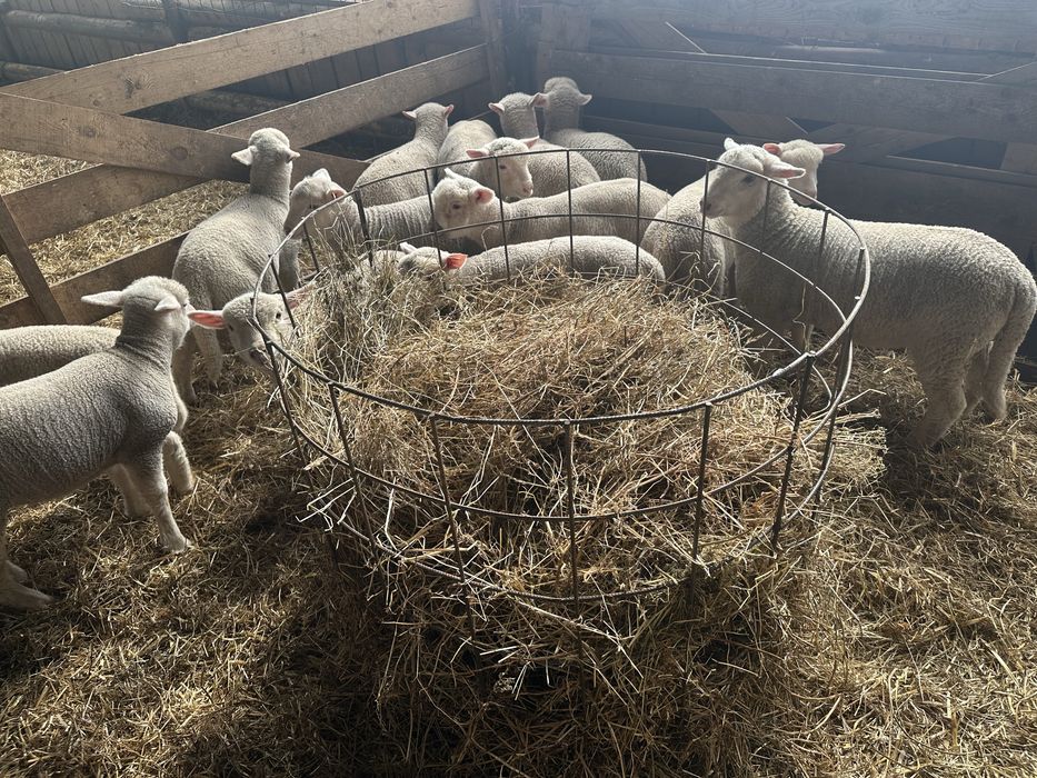 Vand mielute Ile de france