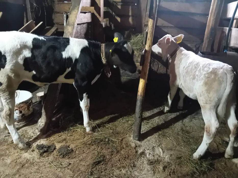 Vand doua vitele Pojorâta jud.Suceava