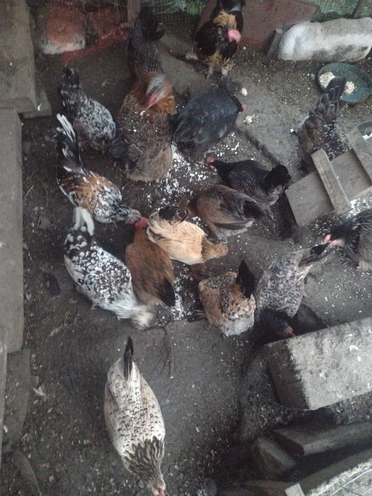 Vând ouă pentru incubat găini pitice