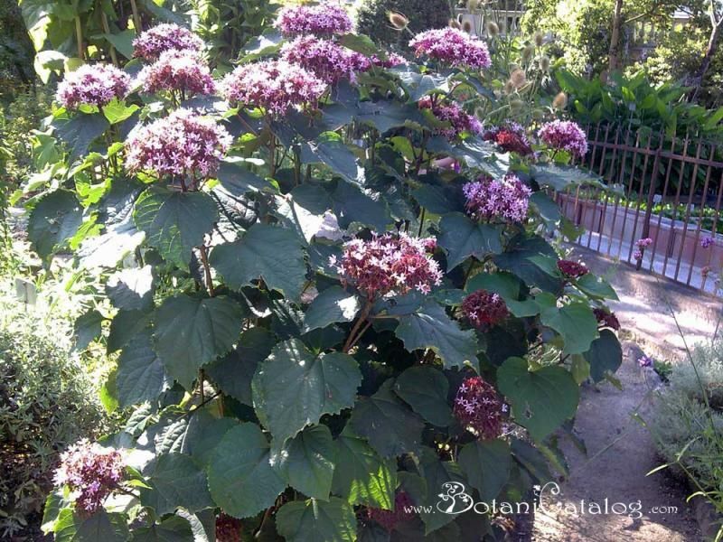 Клеродендрум Бунте 5шт за 1000