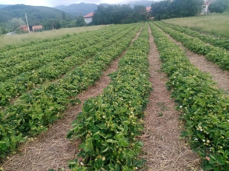 Продавам  Разсад  От Производител Ягоди  и  Малини