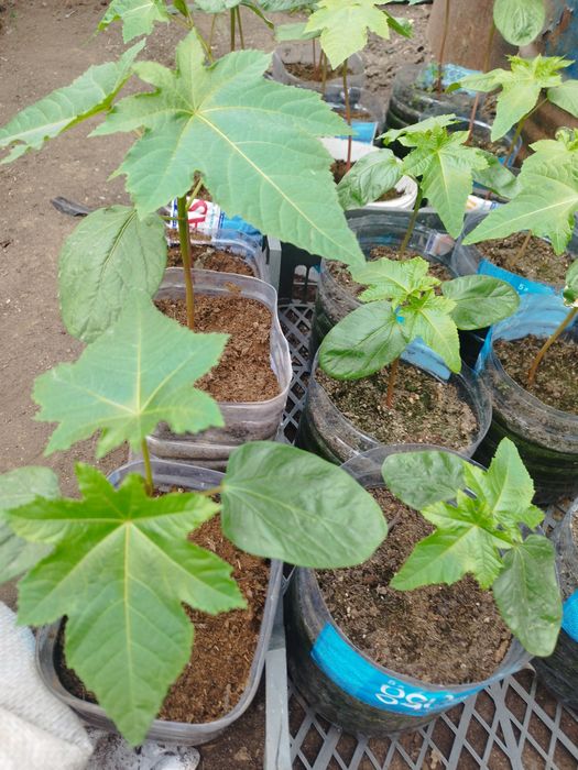 Рассада цветов и овощей