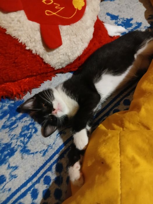 котенца от Созопол