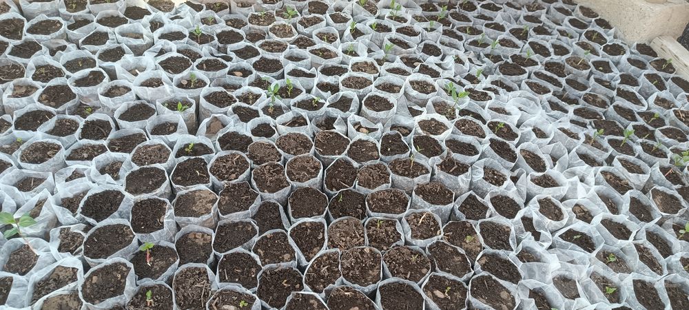 Эрон хандон пистаси кучатлари