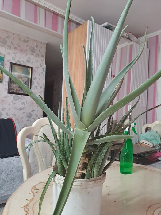 Алое вера 5 летняя