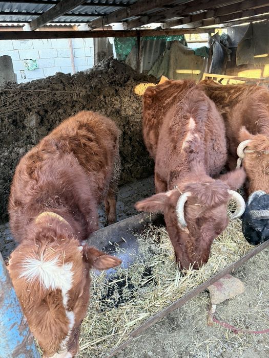 Mestniy mollar 7 dona bor