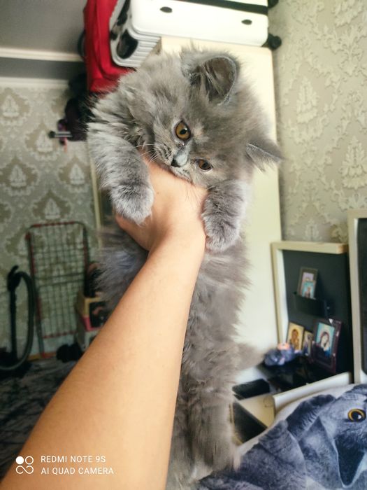 Срочно продаются шотландские котята