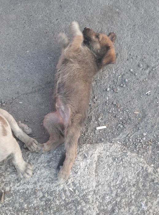 Щенки в хорошие и добрые руки.