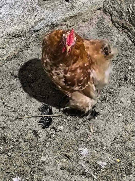 кокошки мини кохини