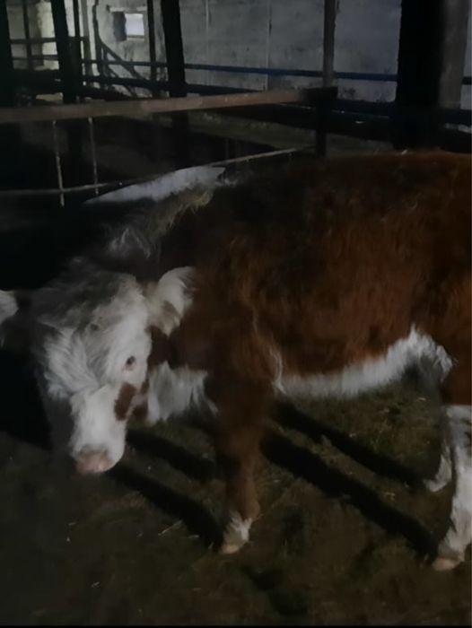 Продаю телочек !