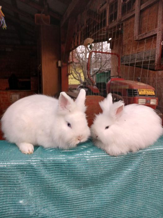 Iepurași pitici colorati