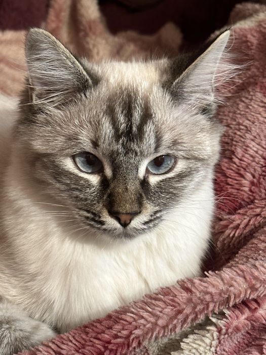 Невская маскарадная. Сибирская. Стерилизована