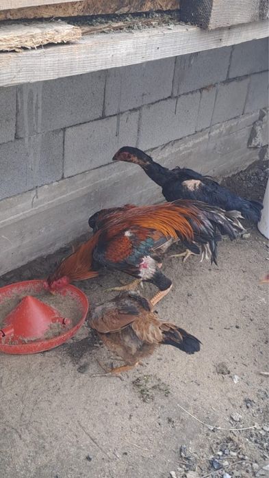 Яйца даканиные хороших кровей