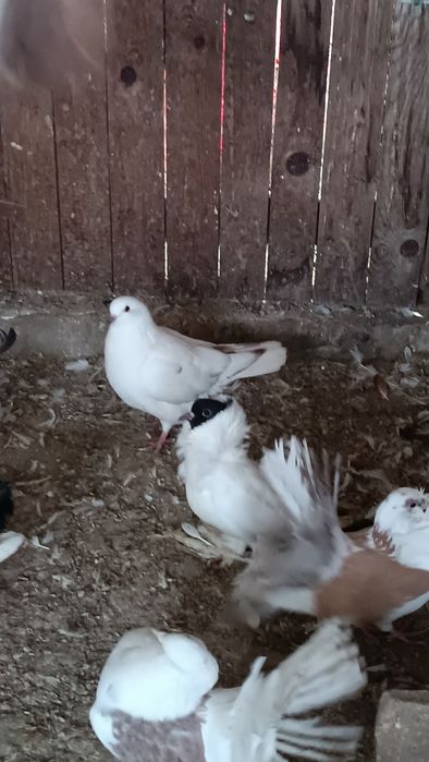 Vând porumbei  diferite rase