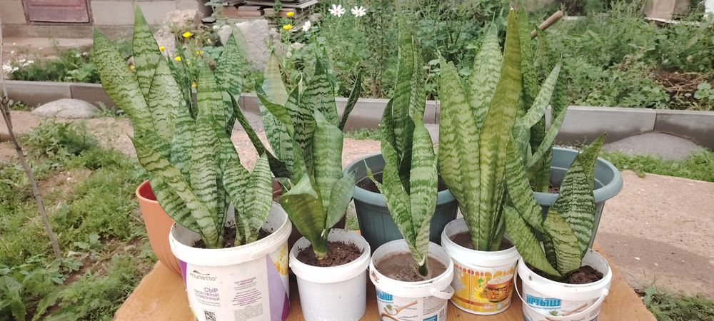 Гүлдер бар распродаж