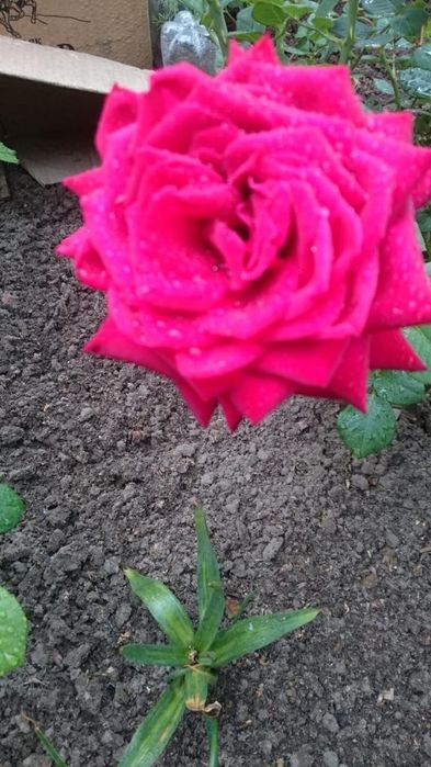 Саженцы чёрной смородины