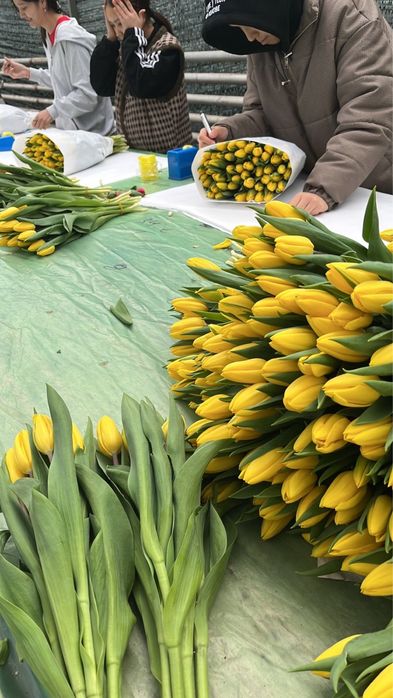 Свежие Тюльпаны.