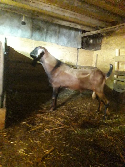 Țap.    de.   vânzare