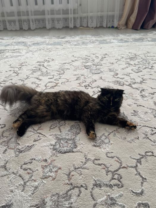 кошка веслоухая даром