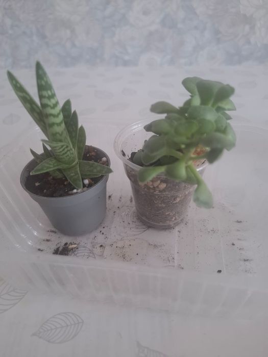 Продам суккуленты
