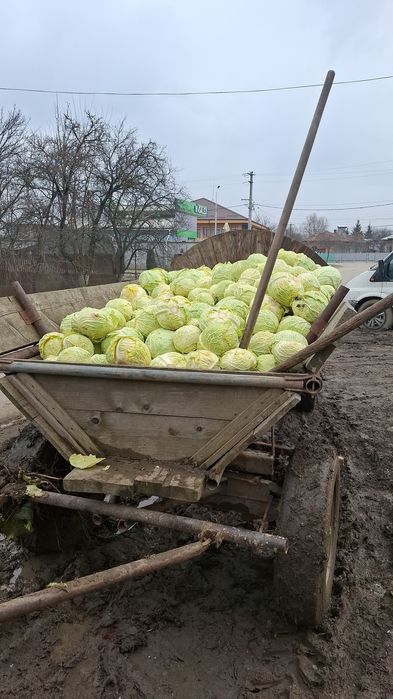 Vând varză albă proaspătă și murată