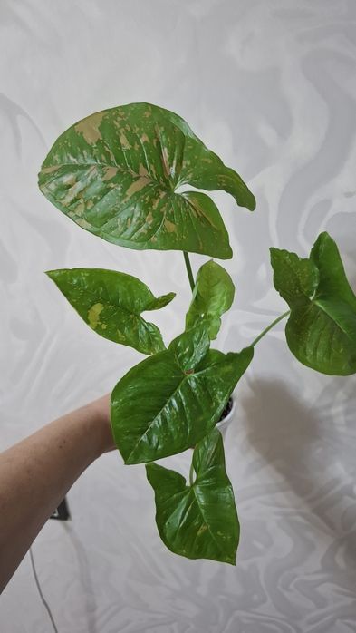 Продам комнатные цветы