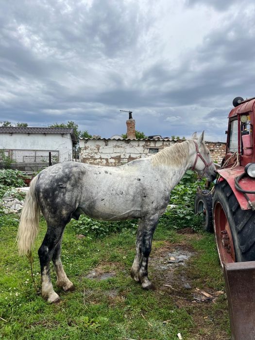 Көкпар айғыр,жеребец