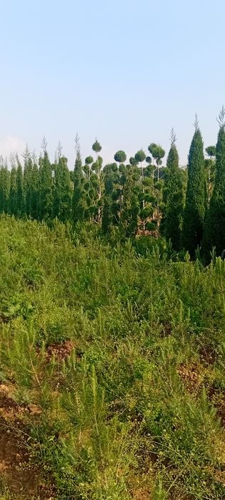 Archa ko‘chatlari xar xil mevali daraxtlar bor