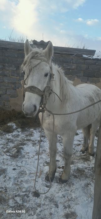 Жуас ат сатылады