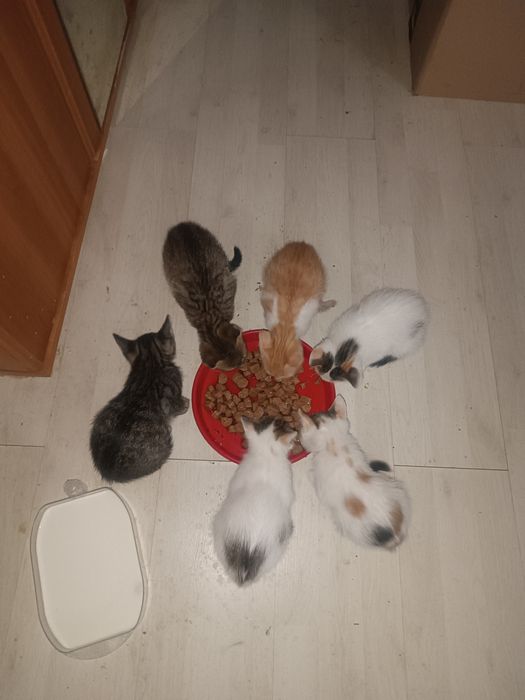 Pui de pisica pentru adoptie