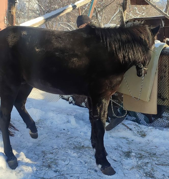 Ат сатылады конь