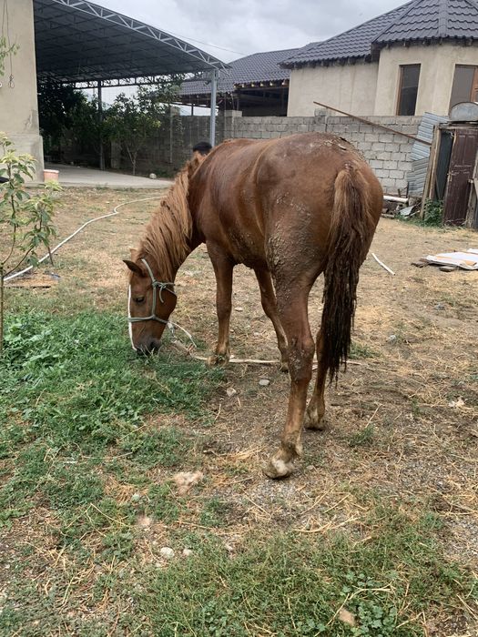 Тай сатылады бағасы 480000