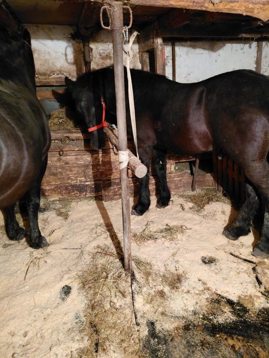 Vând armăsar de 1 an