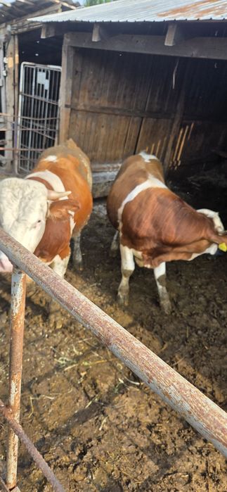Vând 2 tauri de 300 400 kg