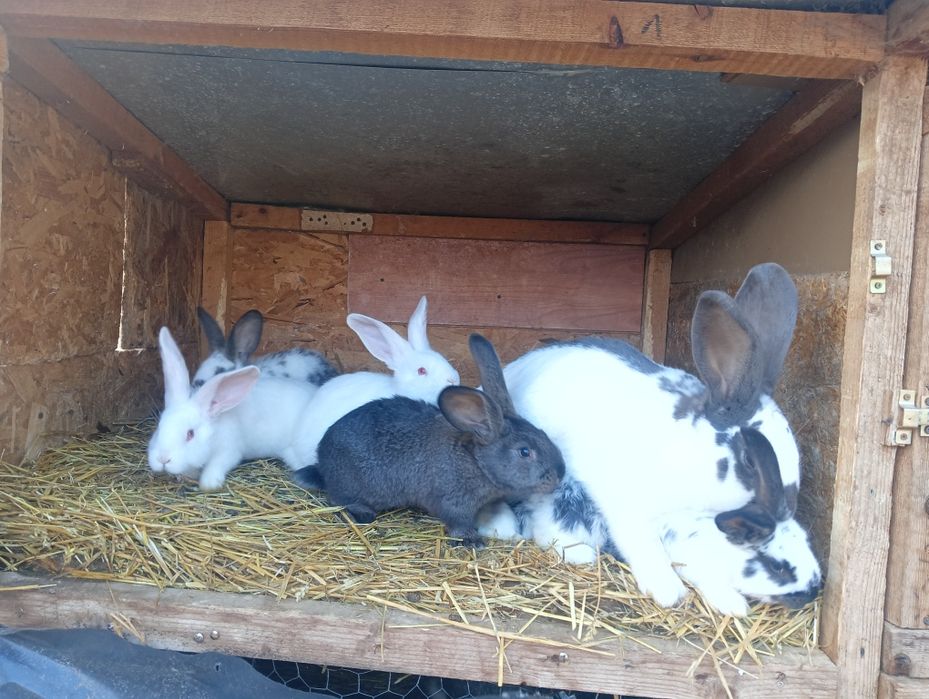 De vânzare  3 pui de iepuri