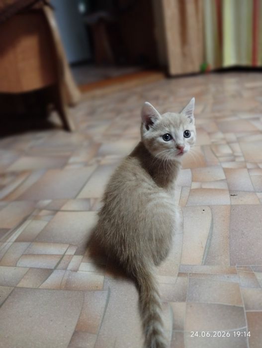 Симпатичный котенок мальчик