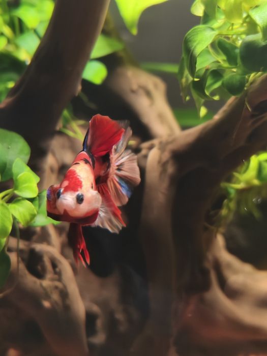 Betta plakat  6,7 luni